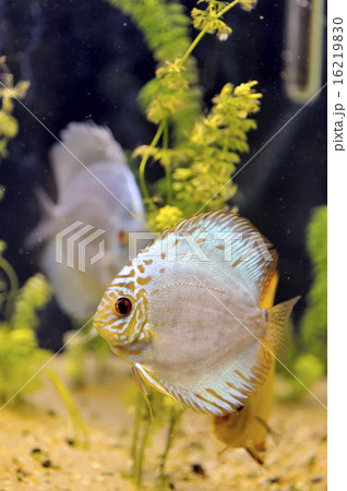 Discus fish 16219830