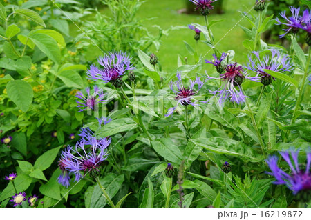 セントーレアモンタナ セントーレアモンタナ 16219872