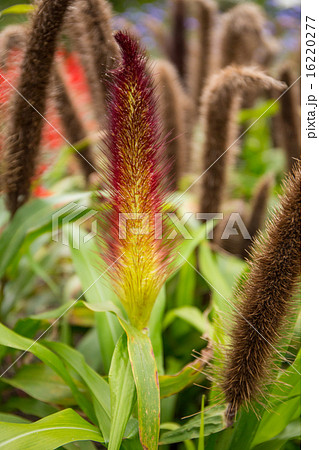 秋　ミレットの穂 16220277