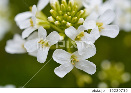 トキワナズナ 16220756