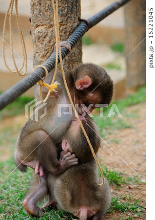 子猿同志でチュッ 16221045