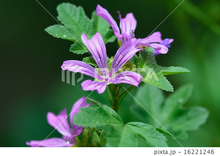 満開のマロウ 16221246