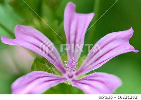 満開のマロウ 16221252