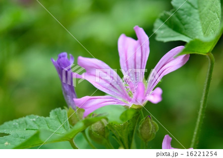 満開のマロウ 16221254