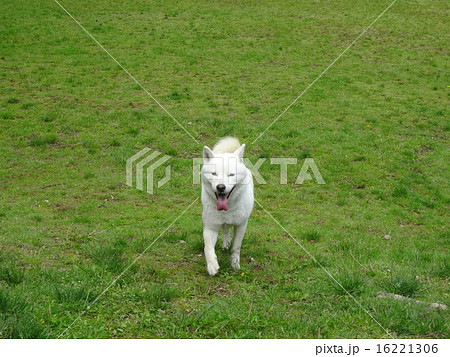 北海道犬 正面から走ってくる姿 の写真素材