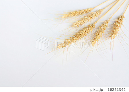 小麦　横位置　右上　大 16221342