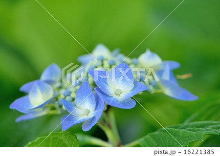 初夏の紫陽花｢ロットケルヘン｣のクローズアップ 16221385