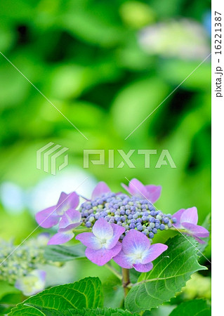 初夏の紫陽花｢ロットケルヘン｣のクローズアップ 16221387