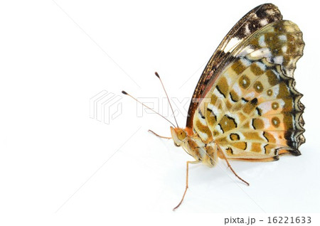 ツマグロヒョウモンチョウのメス　白背景 16221633