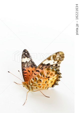 ツマグロヒョウモンチョウのメス 白背景 ツマグロヒョウモンチョウのメス 白背景 16221634