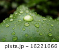 しずく 16221666