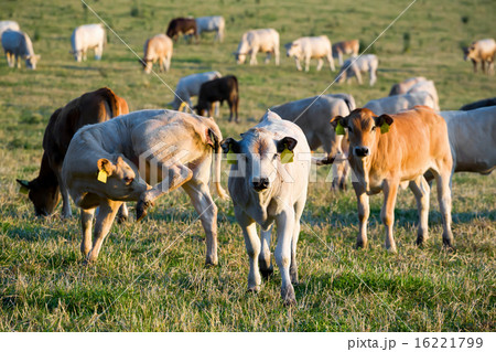 Herd of cows at summer green field Herd of cows at summer green field 16221799