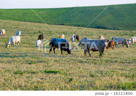 Herd of cows at summer green field Herd of cows at summer green field 16221800