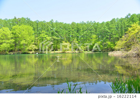 2015　初夏の大座法師池 16222114