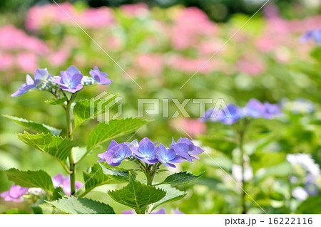 初夏の紫陽花｢ロットケルヘン｣ 16222116