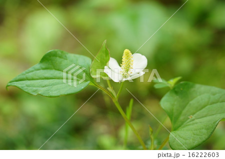 ドクダミ ドクダミ 16222603