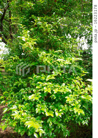 倭姫の木 16223178