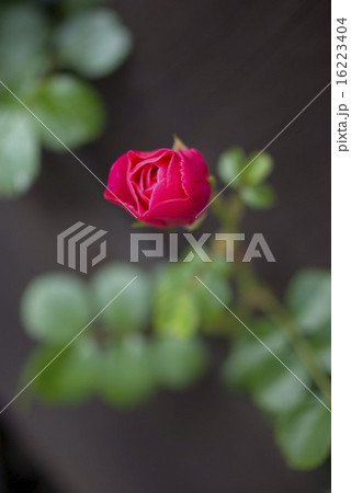 つぼみのばら 16223404