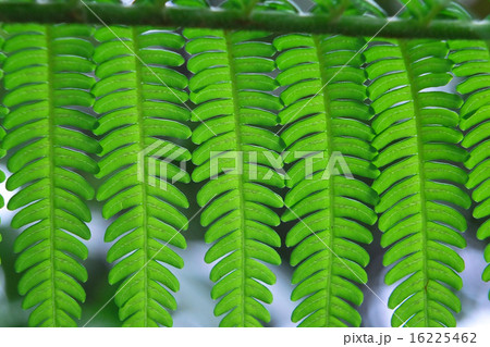 葉っぱ（シダの葉）3 沖縄の大シダ 大型植物の写真素材 [16225462] - PIXTA