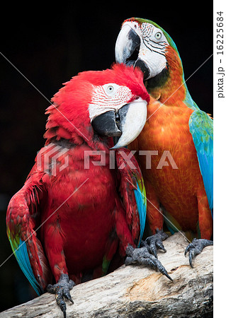 beautiful of scarlet macaw birds peaning and 16225684