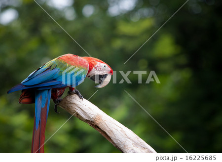 scarlet macaw birds perching on dry tree  16225685