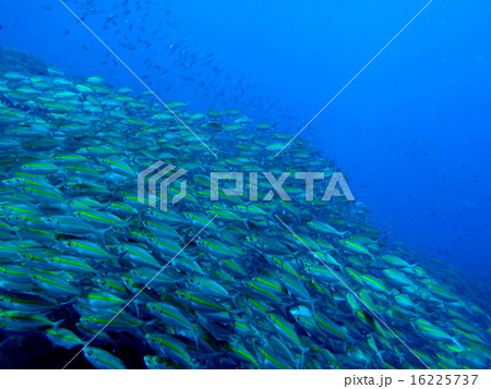 ホソヒラアジの群れ 16225737