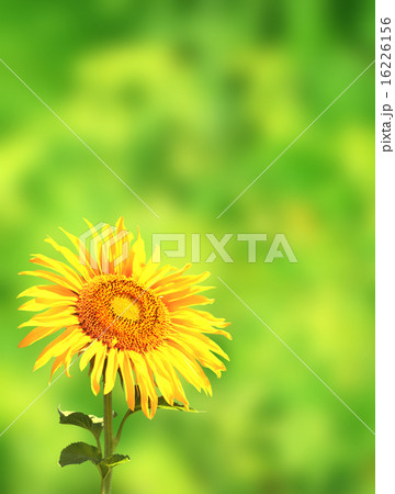 Sunflower on green background Sunflower on green background 16226156