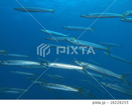 タイワンカマスの写真素材