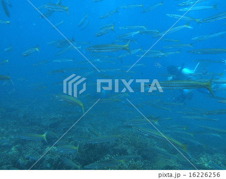 タイワンカマス 16226256