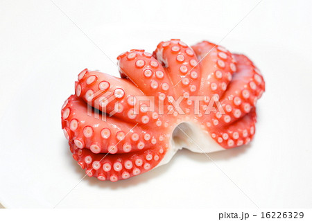 タコ タコ 16226329