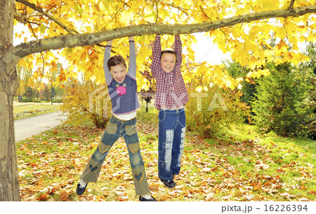 kids hanging from branch of tree 16226394