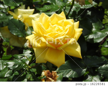 見るだけで元気をもらえるビタミンカラーの薔薇の花。 見るだけで元気をもらえるビタミンカラーの薔薇の花。 16226581