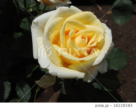 見るだけで元気をもらえるビタミンカラーの薔薇の花。 16226583