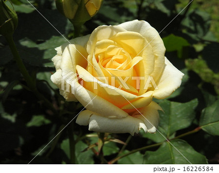 見るだけで元気をもらえるビタミンカラーの薔薇の花。 見るだけで元気をもらえるビタミンカラーの薔薇の花。 16226584