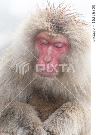 イケメンのおさるさん monkey which is lost in meditationの写真素材