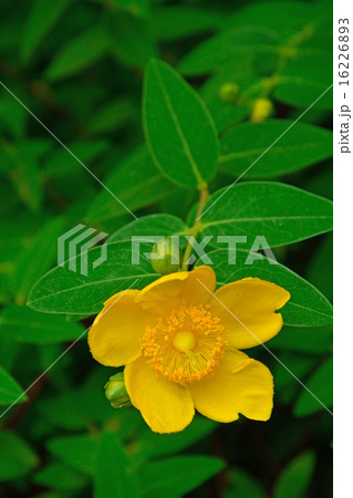 樹木:ダイリンキンシバイ オトギリソウ科 樹木:ダイリンキンシバイ オトギリソウ科 16226893