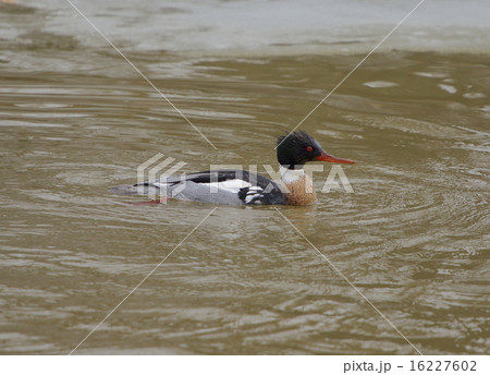 Red-breasted merganser is swimming somewhere Red-breasted merganser is swimming somewhere 16227602