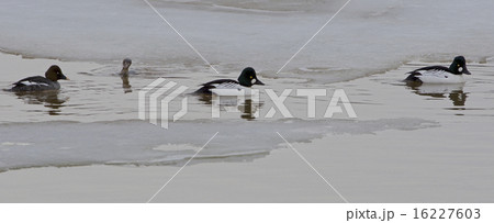 Common goldeneye ducks Common goldeneye ducks 16227603