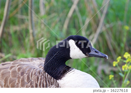 Cackling goose is sitting in the grass 16227618