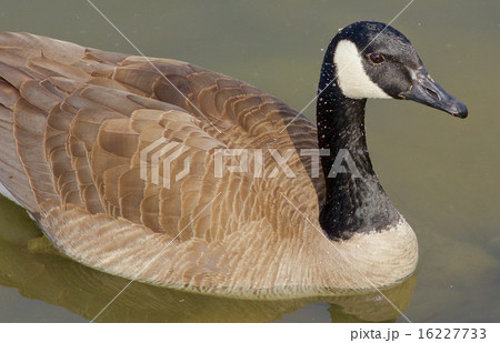 The beautiful close-up of a goose 16227733