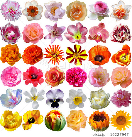 Big Selection of Various Flowers Isolated on White  16227947