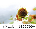 ひまわり 笑顔 ひまわり 笑顔 16227990