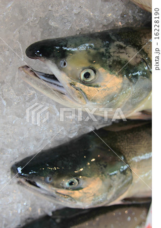 シロザケ 16228190