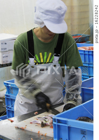 水産加工工場　女性 16228242