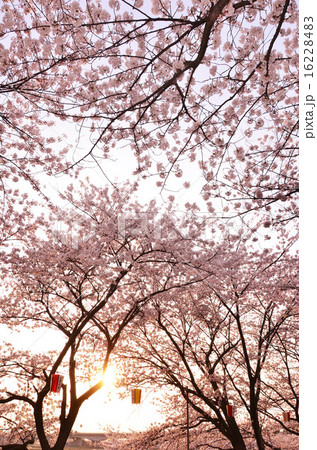すご堀の桜(新潟市) すご堀の桜(新潟市) 16228483