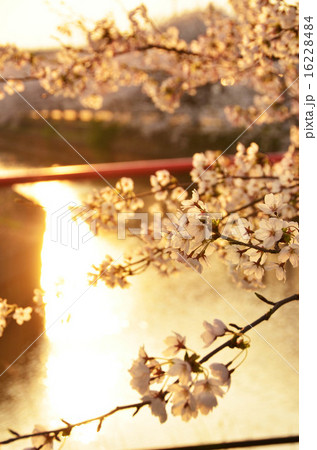 すご堀の桜（新潟市） 16228484