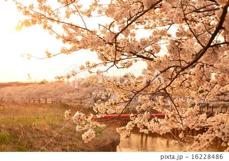 すご堀の桜(新潟市) すご堀の桜(新潟市) 16228486