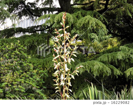 サンセベリアの花の蕾/日比谷公園 サンセベリアの花の蕾/日比谷公園 16229082