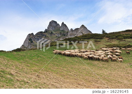 a flock of sheep a flock of sheep 16229145