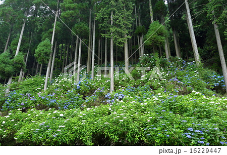 あじさい あじさい 16229447